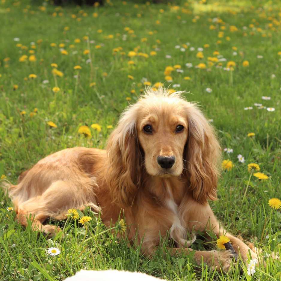 Cocker Spaniel