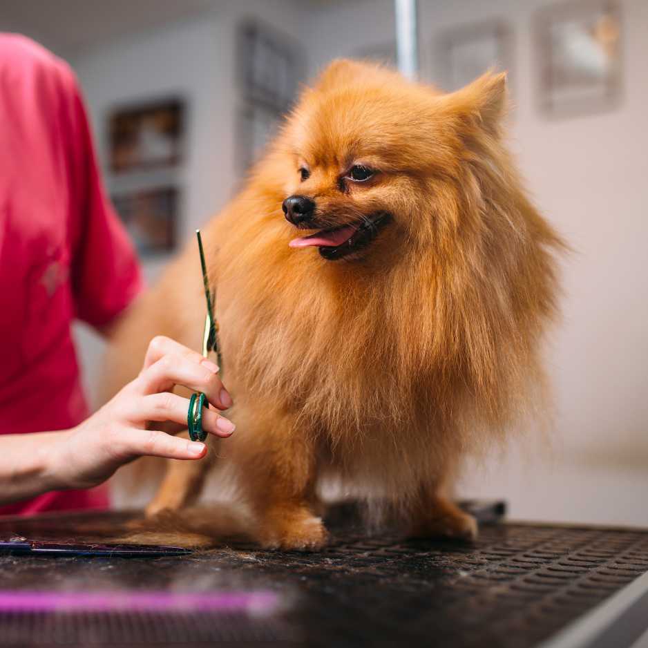 Common Mistakes to Avoid When Cutting Dog Hair