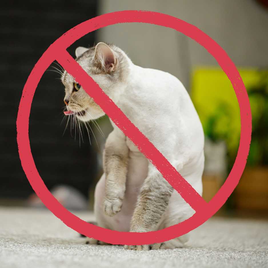 Common Mistakes to Avoid When Cutting Your Cat’s Hair