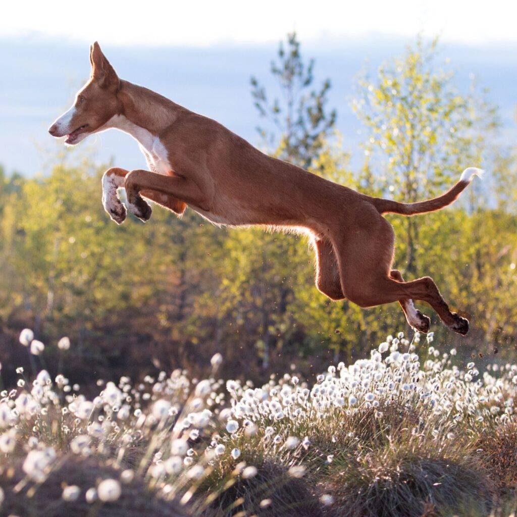 Mudhol Hound