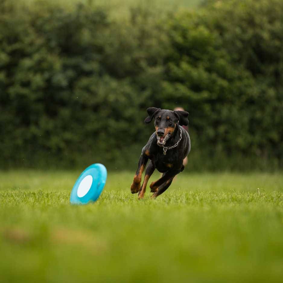 Doberman Pinscher