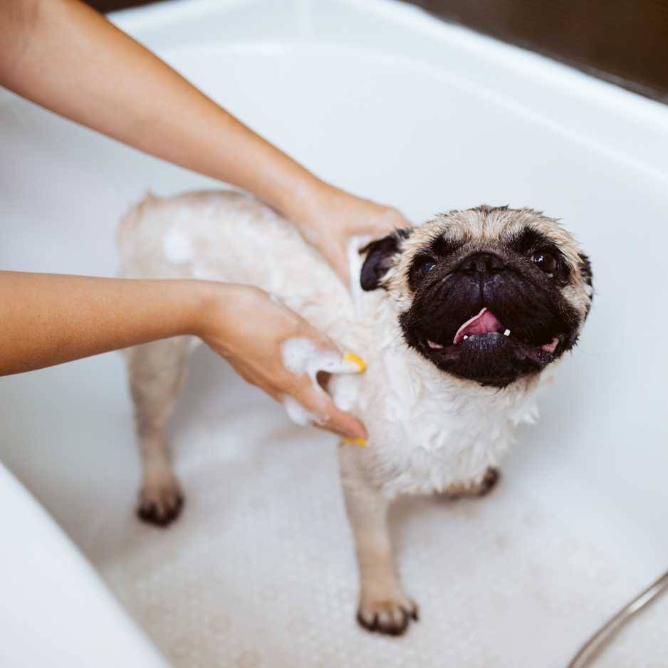 Dog Bathing