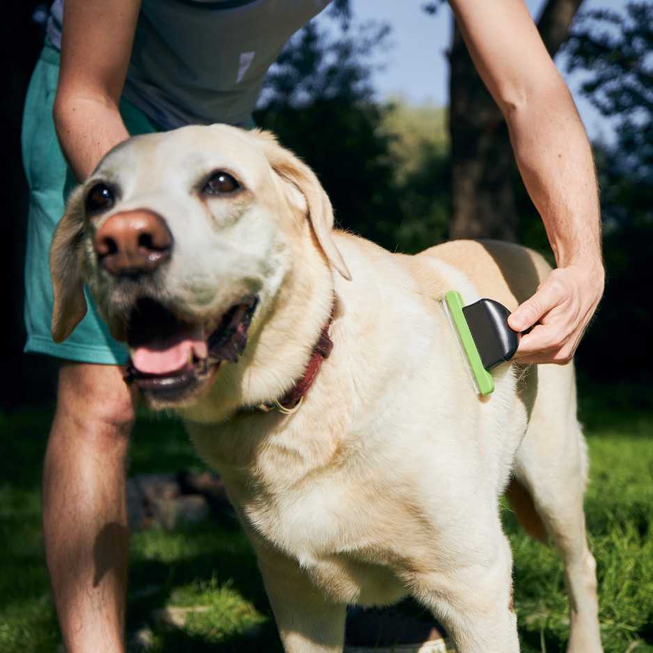 Dog Brushing