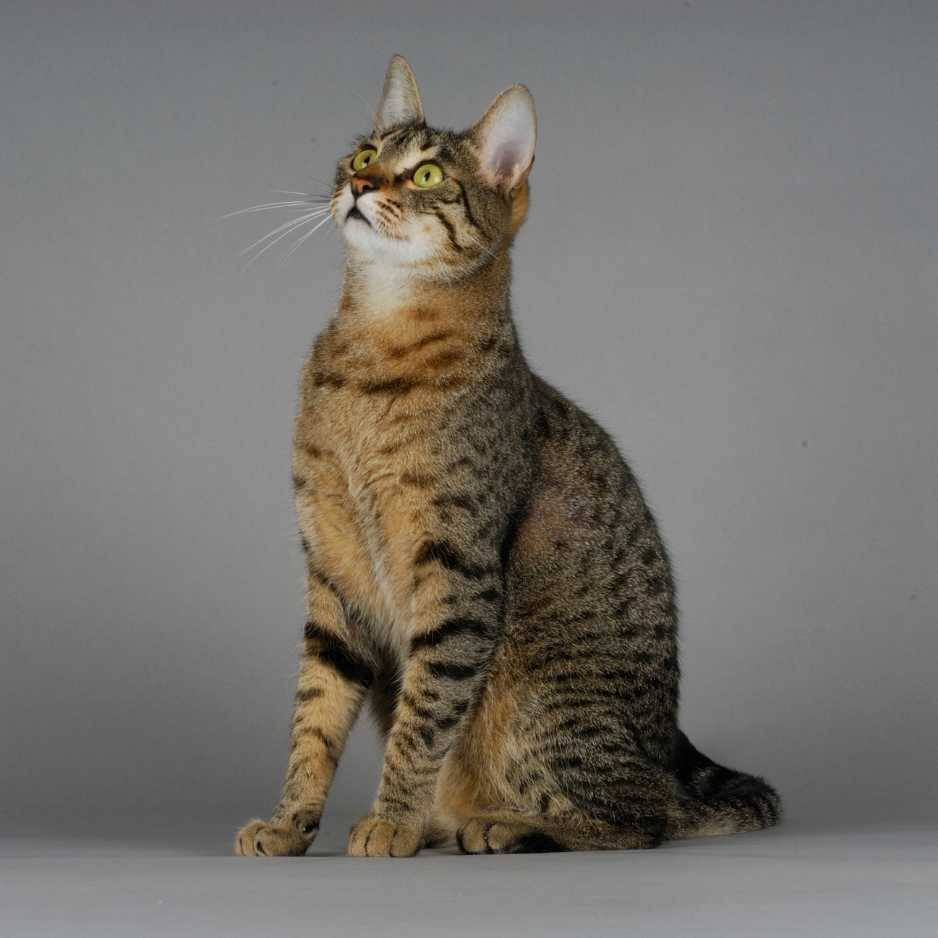 Egyptian Mau