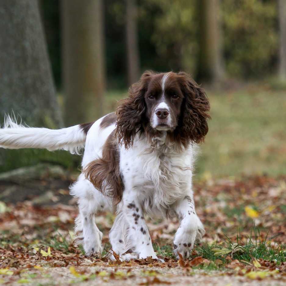 English Springer Spaniel