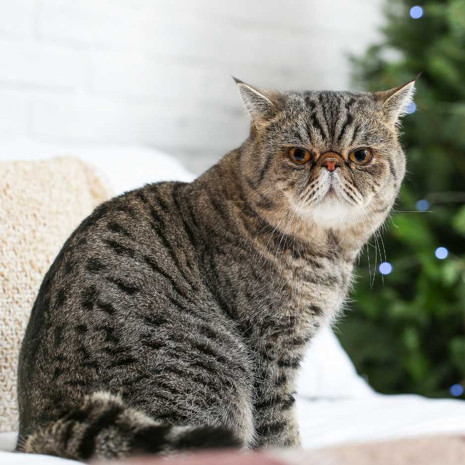 Exotic Shorthair