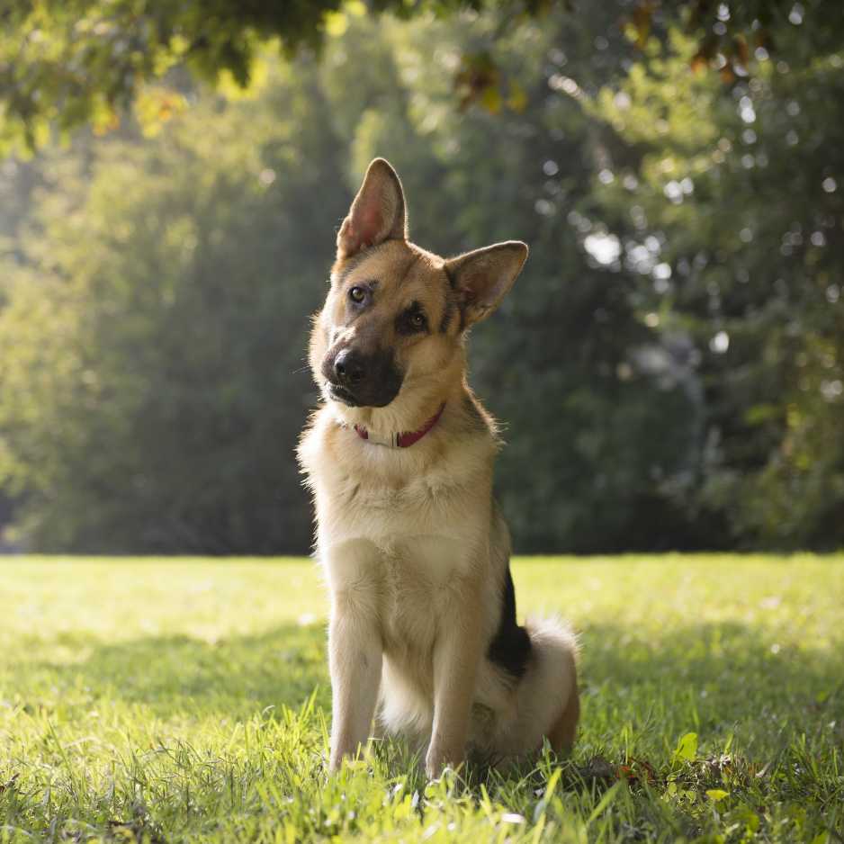 German Shepherd