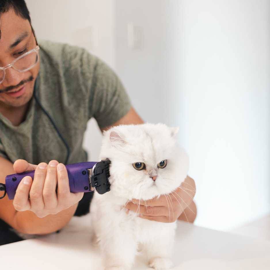 Grooming Long Haired Cats