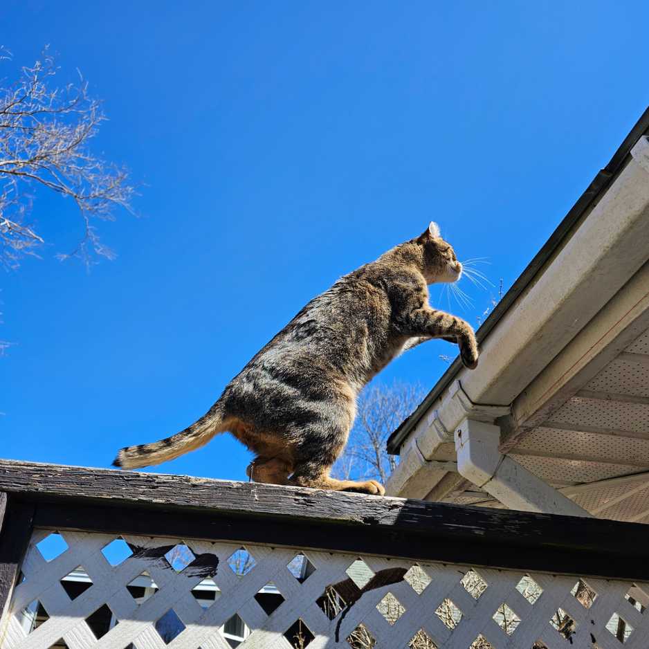 Highlander cat