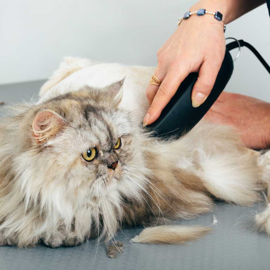 How to Cut Your Cat’s Hair at Home