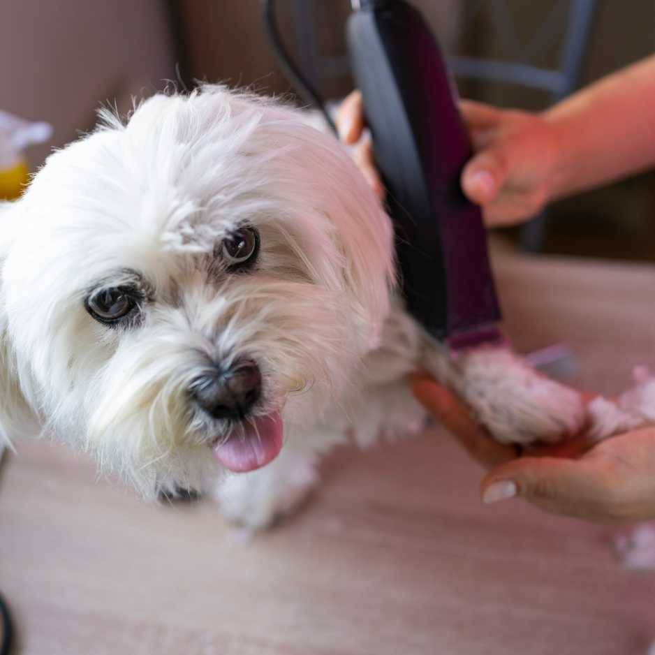 How to Cut Your Dog’s Hair at Home