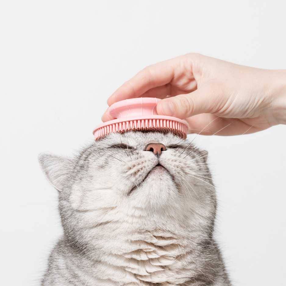 How to Groom Your Cat at Home