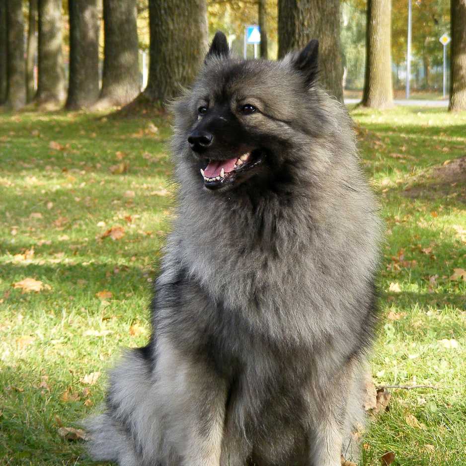 Keeshond