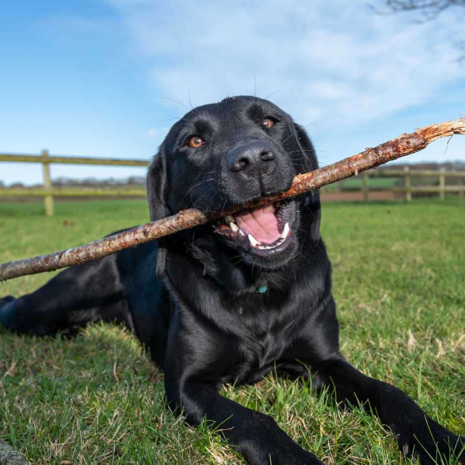 Labrador Retriever