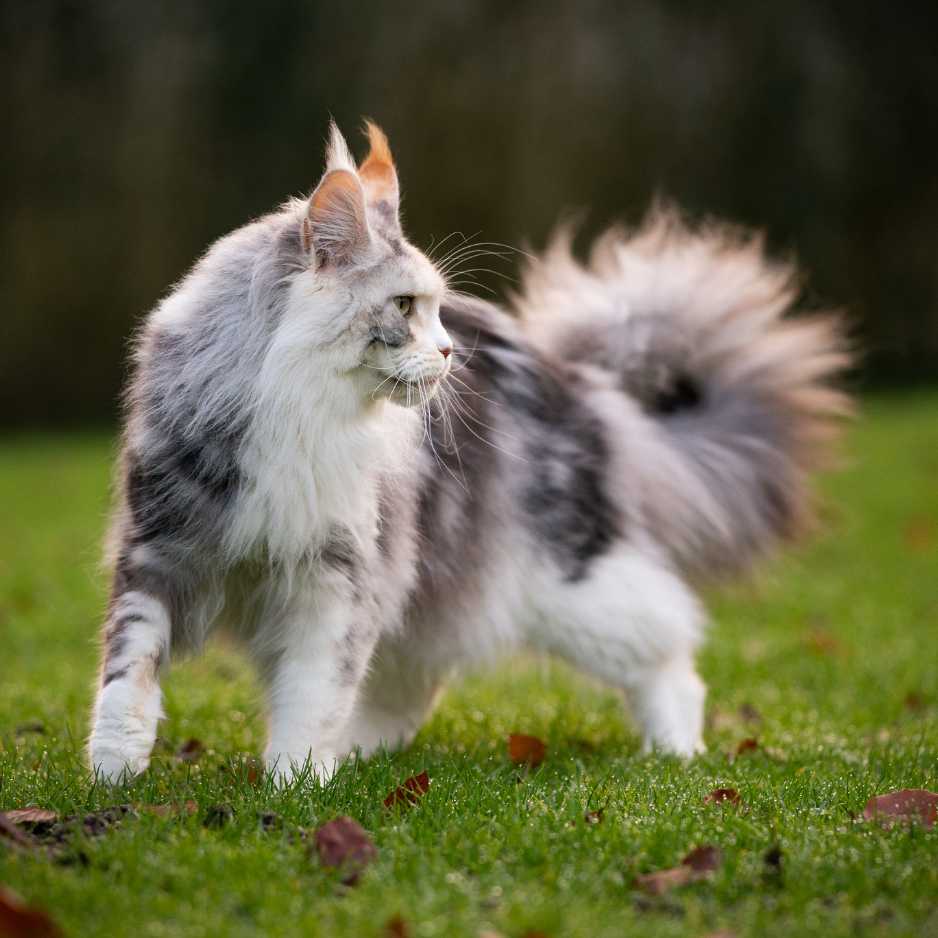 Maine Coon Cat