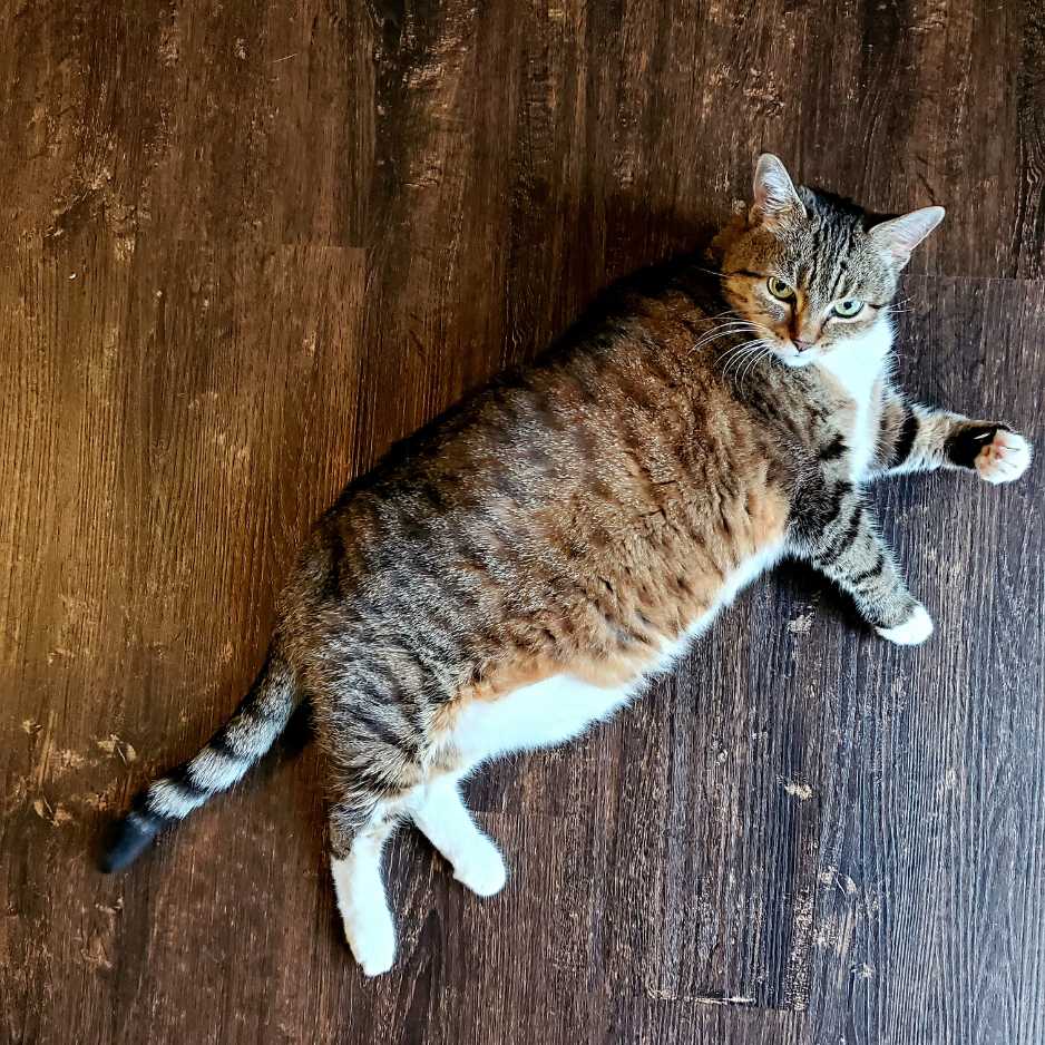 Managing Weight and Obesity in Senior Cats