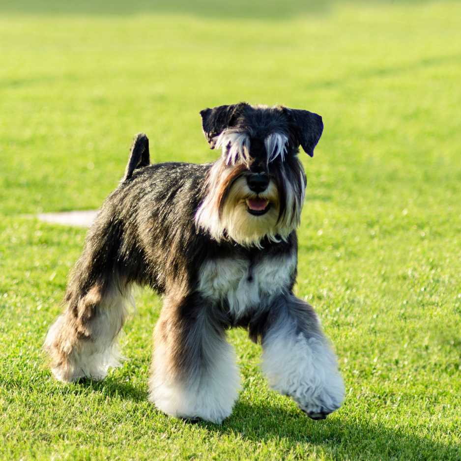 Miniature Schnauzer