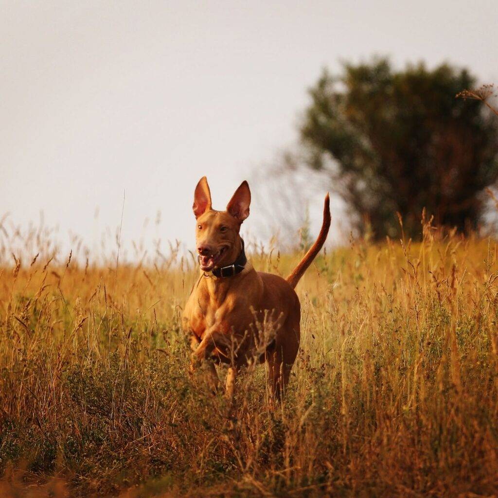 Mudhol Hound Care and Grooming Needs