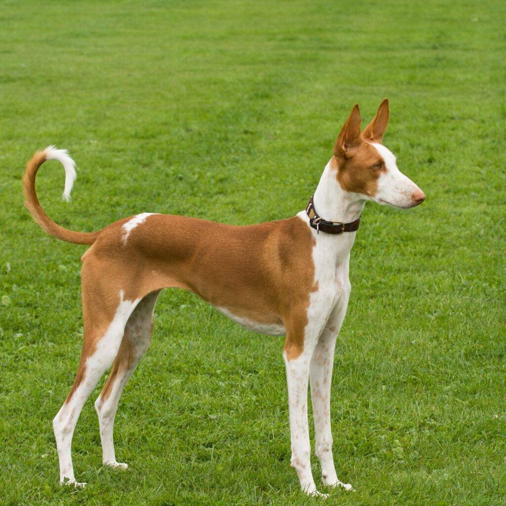 Mudhol Hound Diet and Nutrition