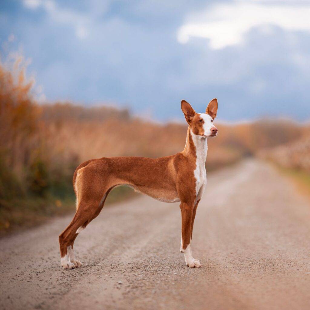 Mudhol Hound History and Origin