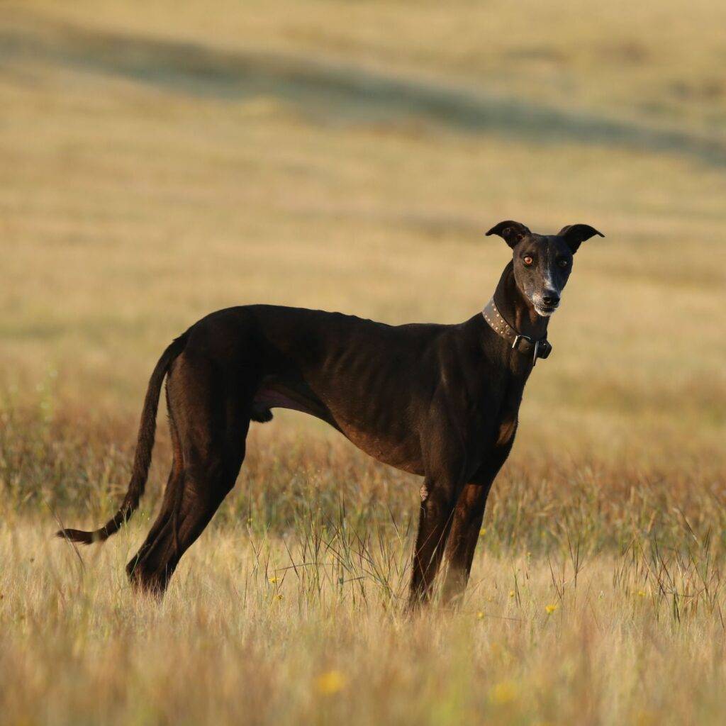 Mudhol Hound Physical Characteristics