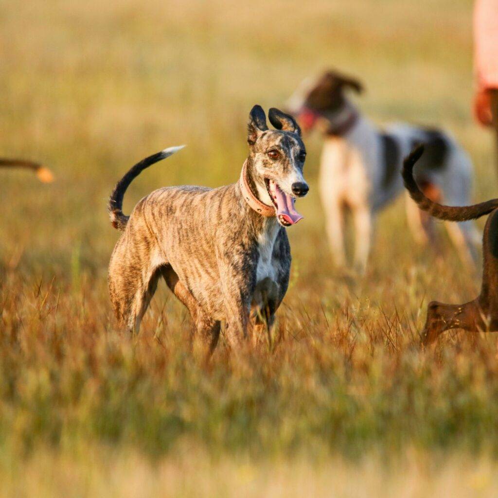 Mudhol Hound Temperament and Behavior