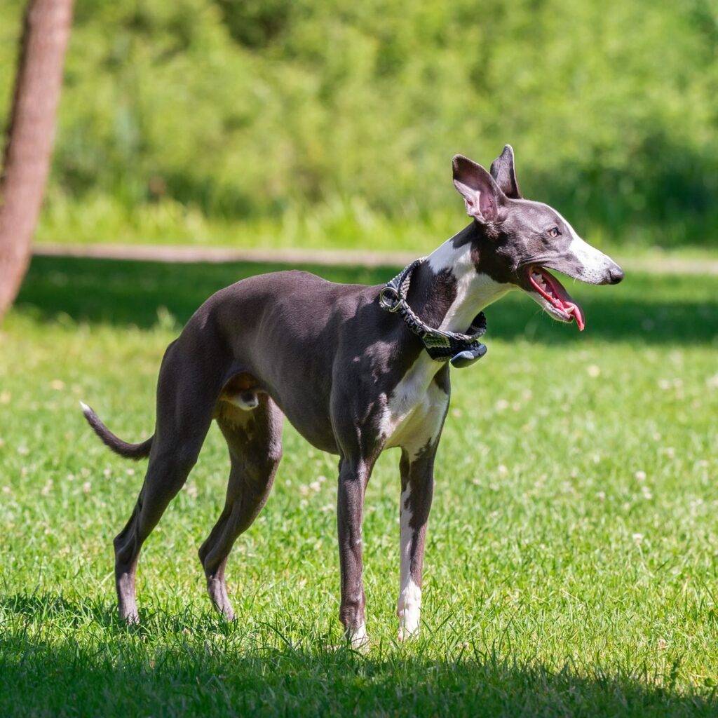 Mudhol Hound and Apartment Living