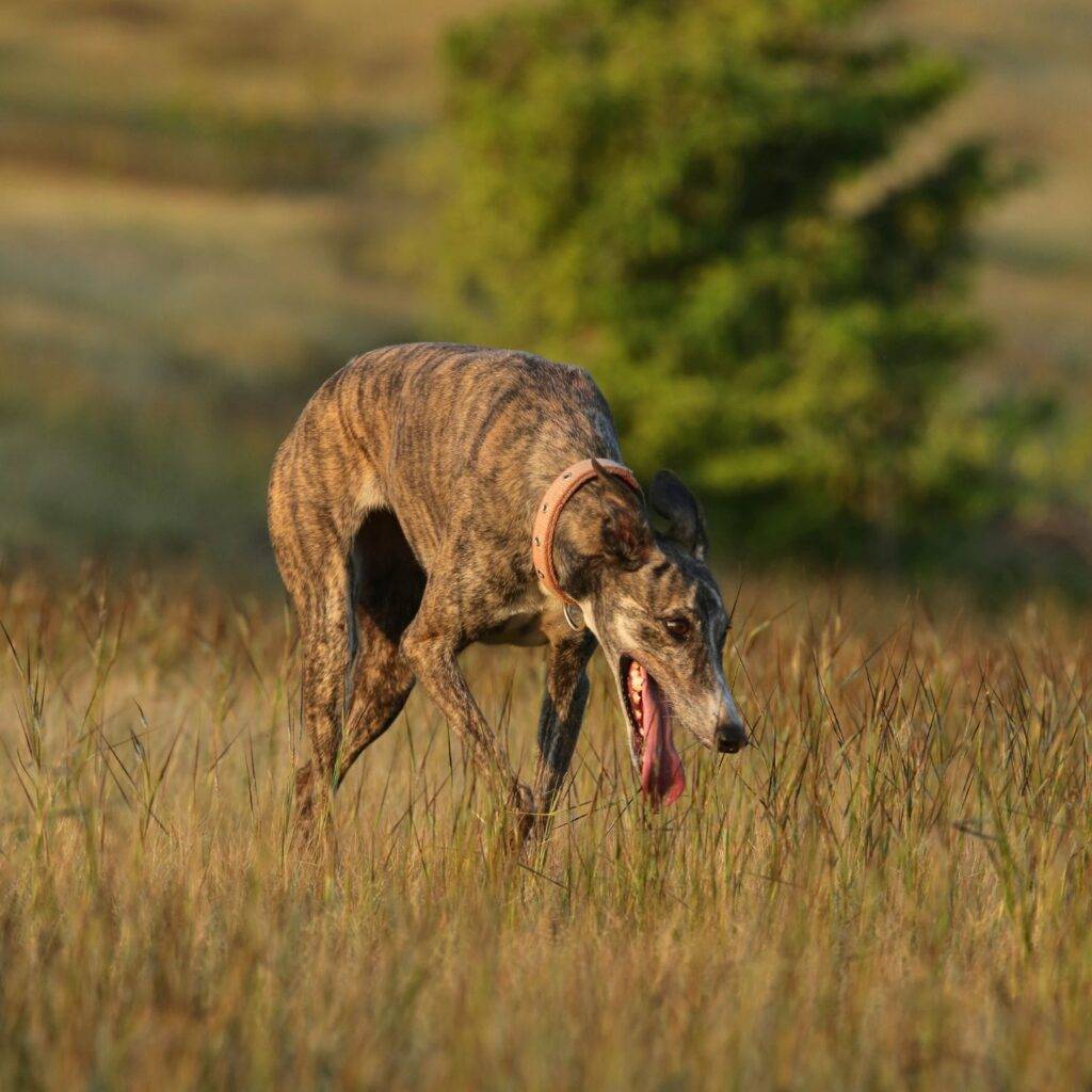 Mudhol Hound as a Hunting Dog