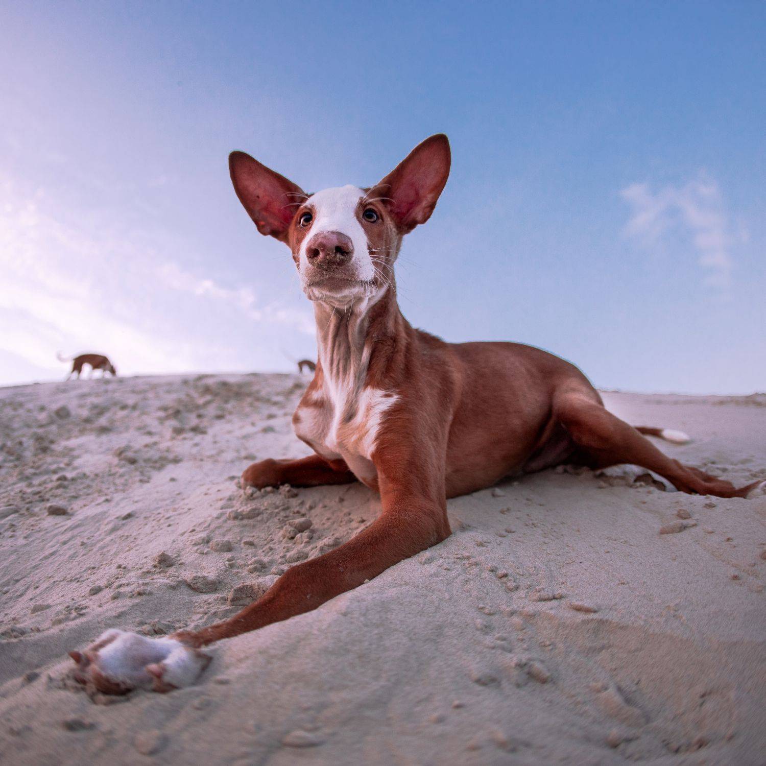 Mudhol Hound