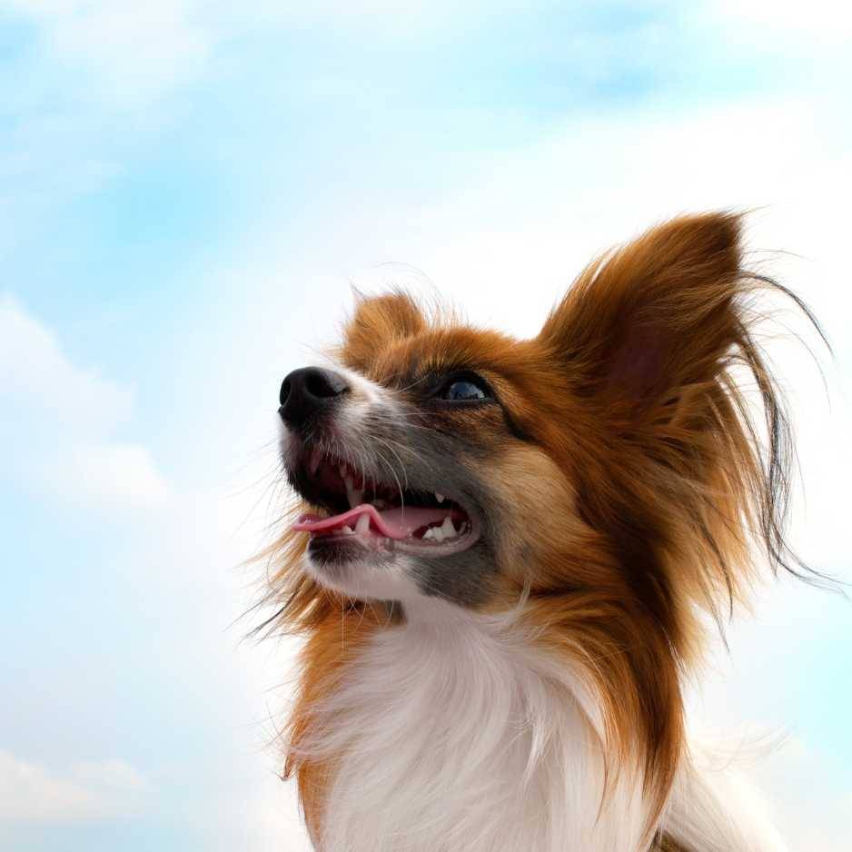 Papillon Dog