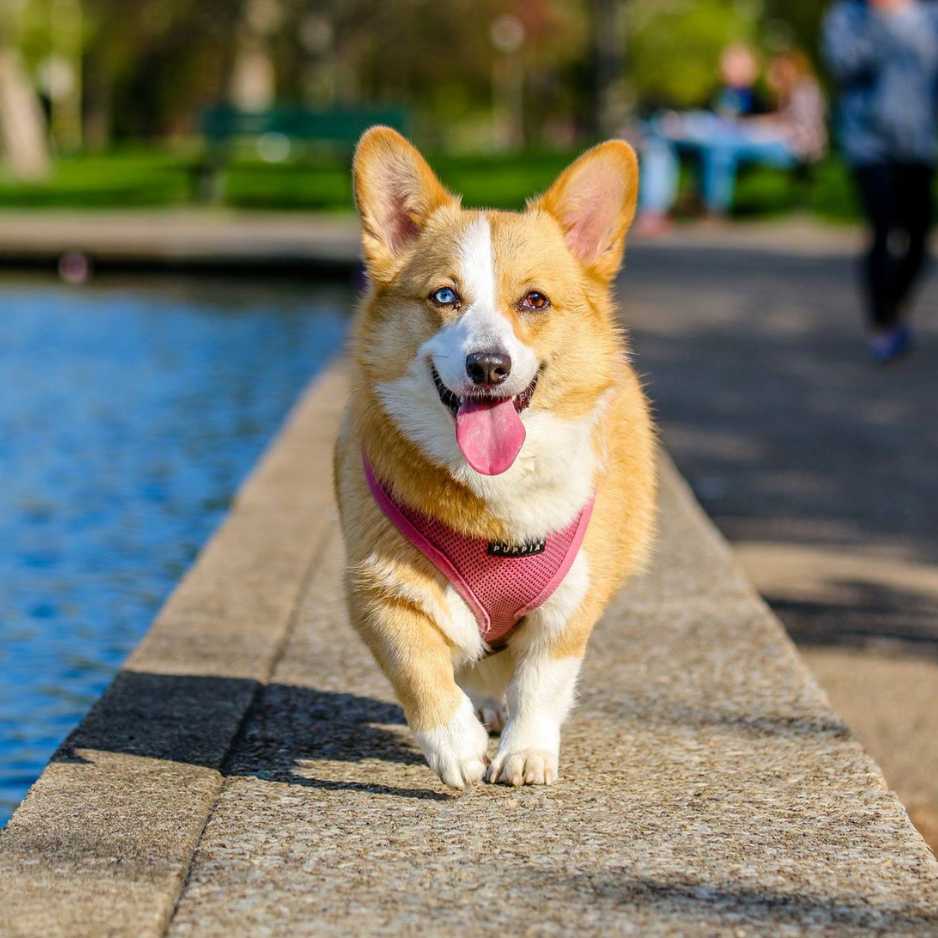 Pembroke Welsh Corgi