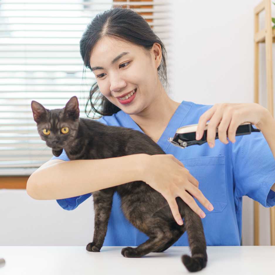 Preparing Your Cat for a Haircut