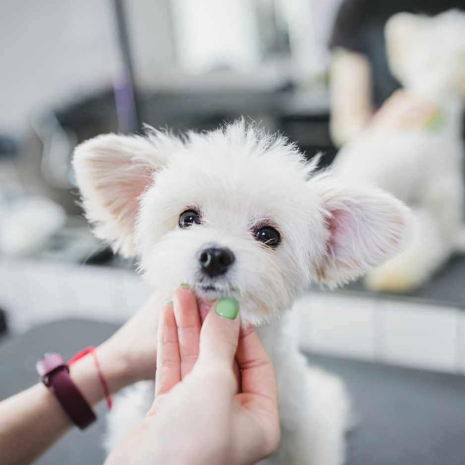 Preparing Your Dog for the Haircut