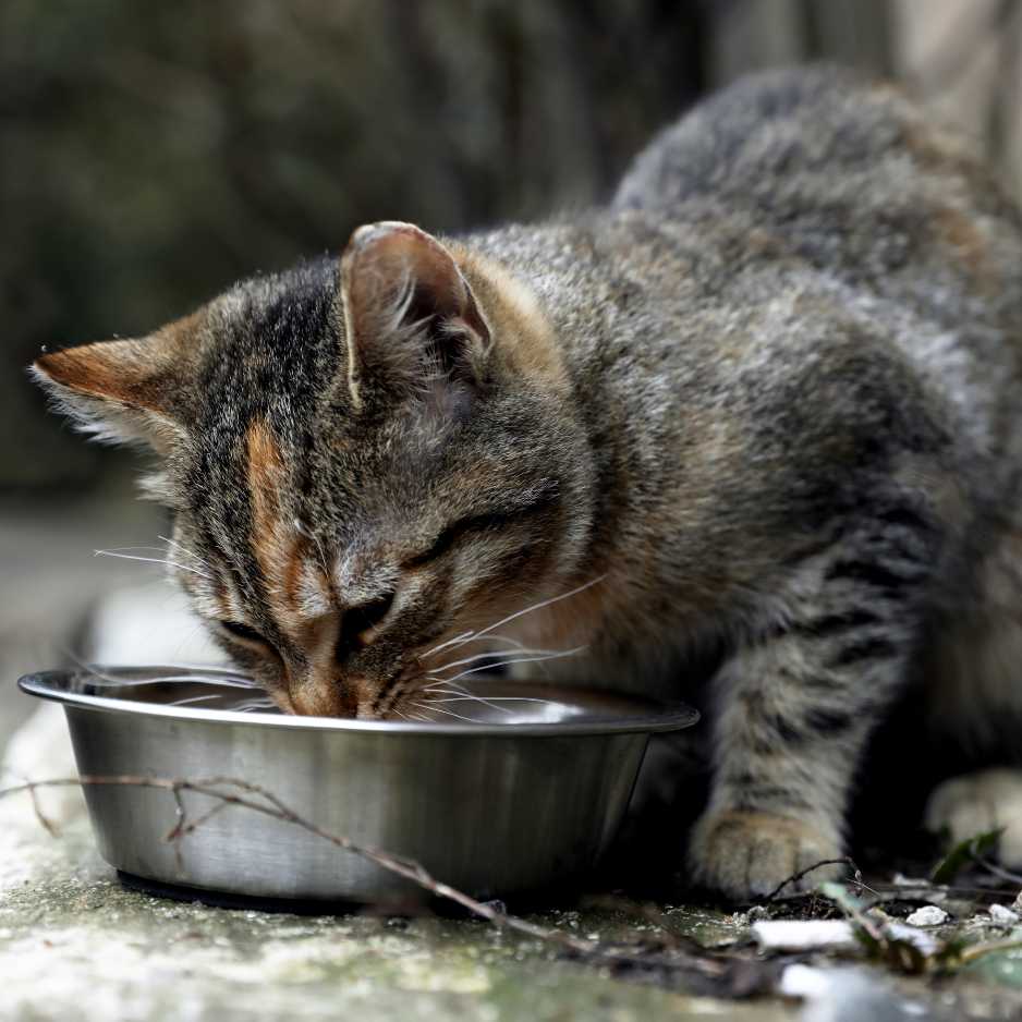 Provide Food and Clean Water to Stray Animals