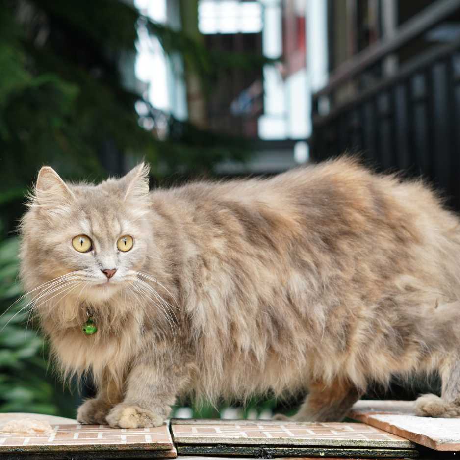 Ragamuffin Cat 