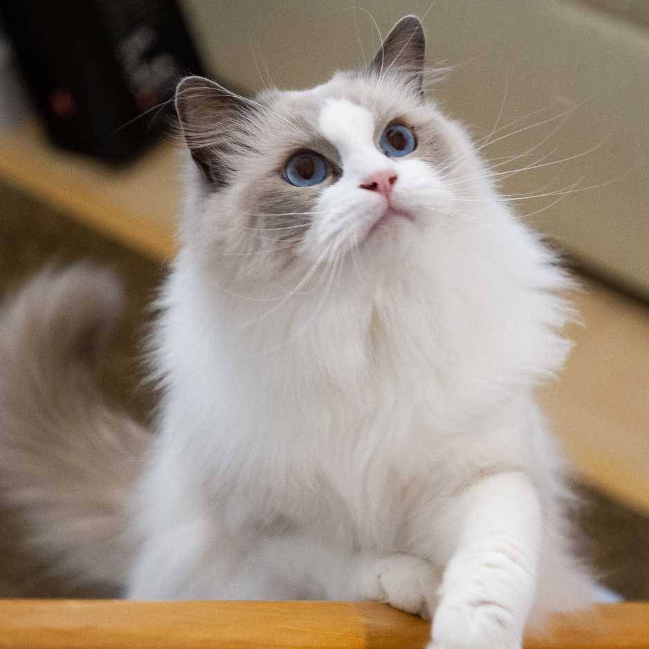 Ragdoll