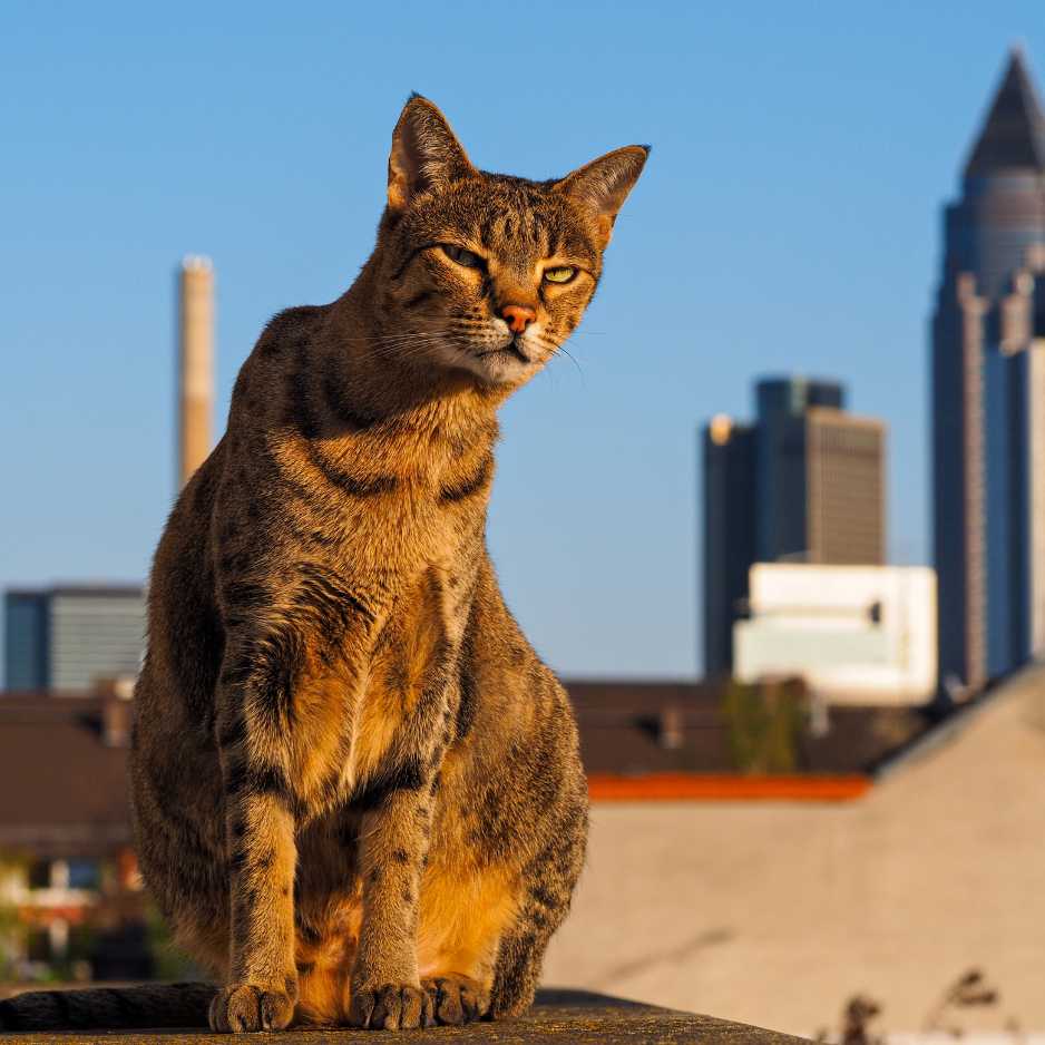 Savannah Cat