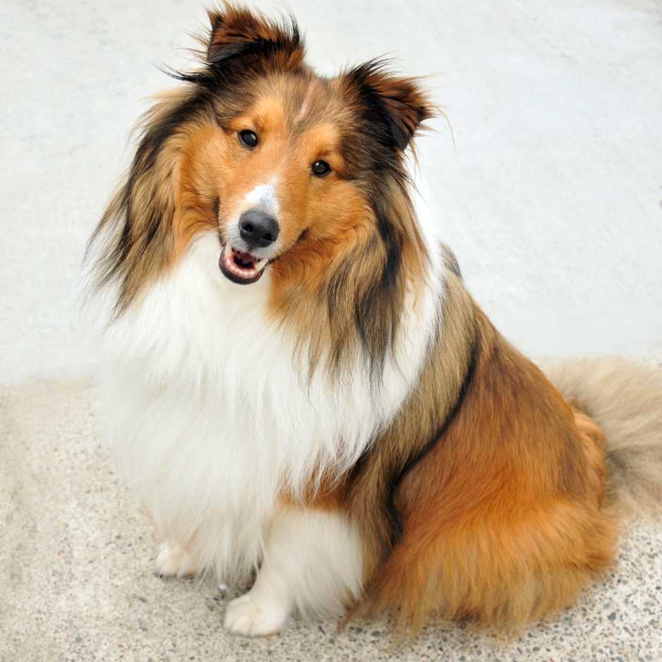 Shetland Sheepdog