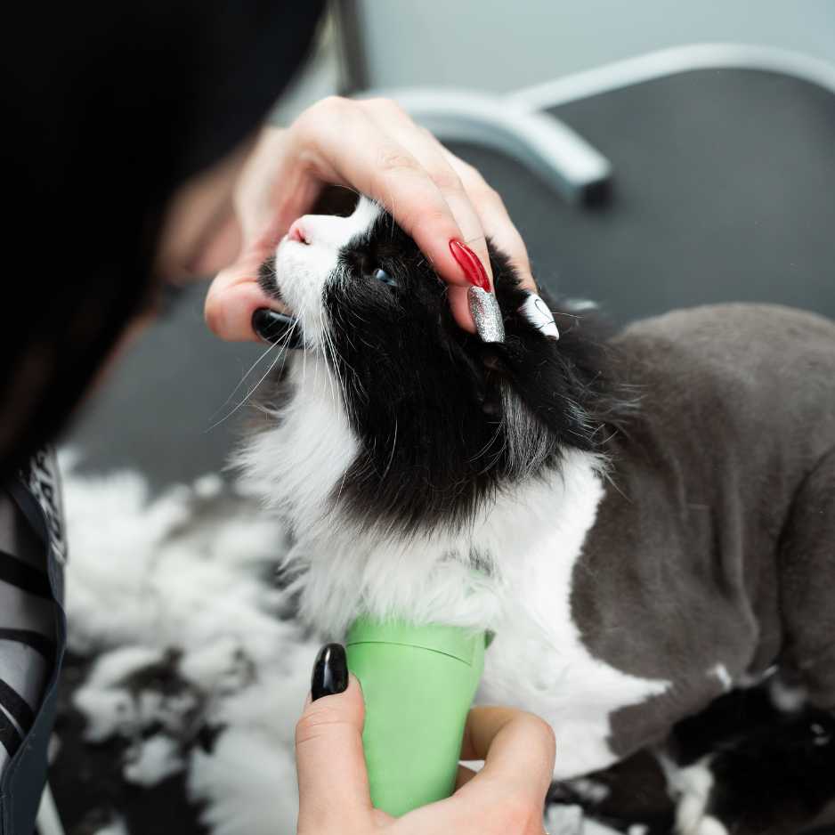 Step-by-Step Guide_ How to Cut Your Cat’s Hair at Home