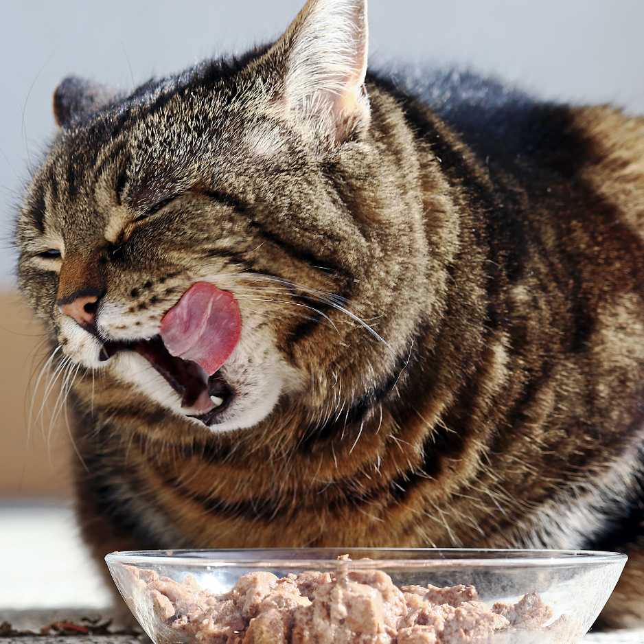 Tailoring Nutrition for Senior Cats