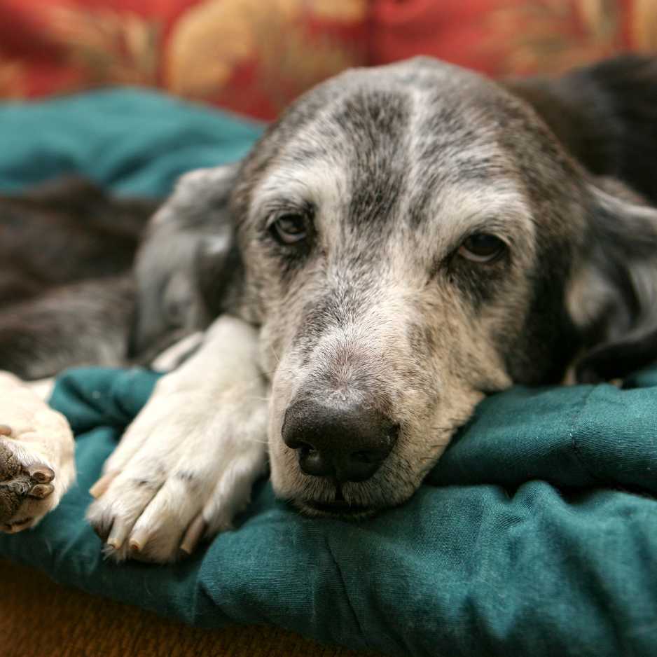 Tips for Senior Dog Care