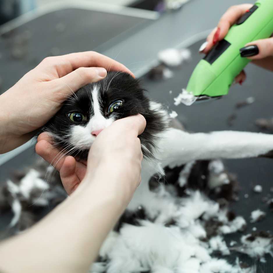 Tools You’ll Need to Cut Your Cat’s Hair at Home