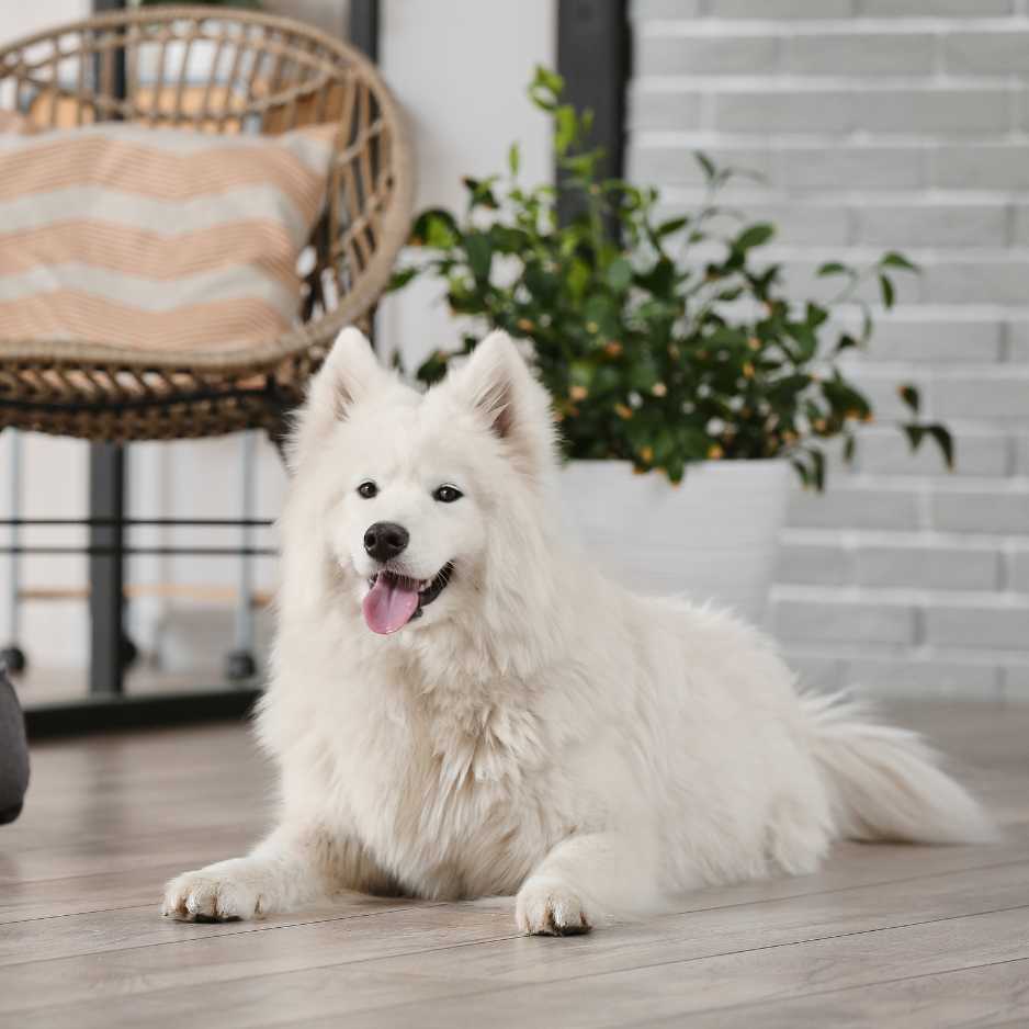 Top 20 Calm Dog Breeds for Apartment Living in India