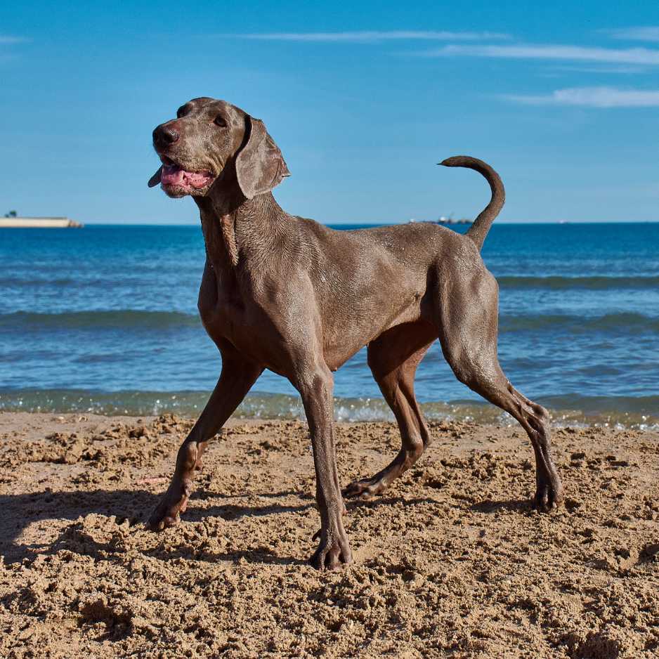 Weimaraner