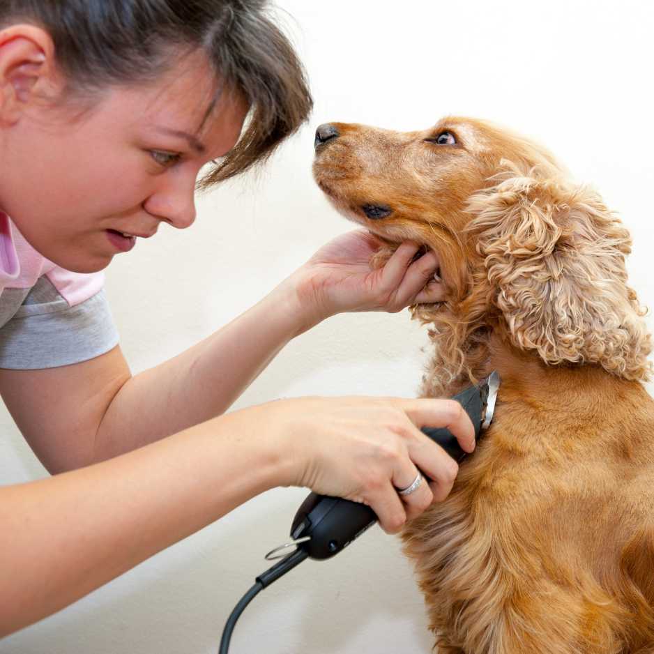 Why Grooming Your Dog at Home is Essential