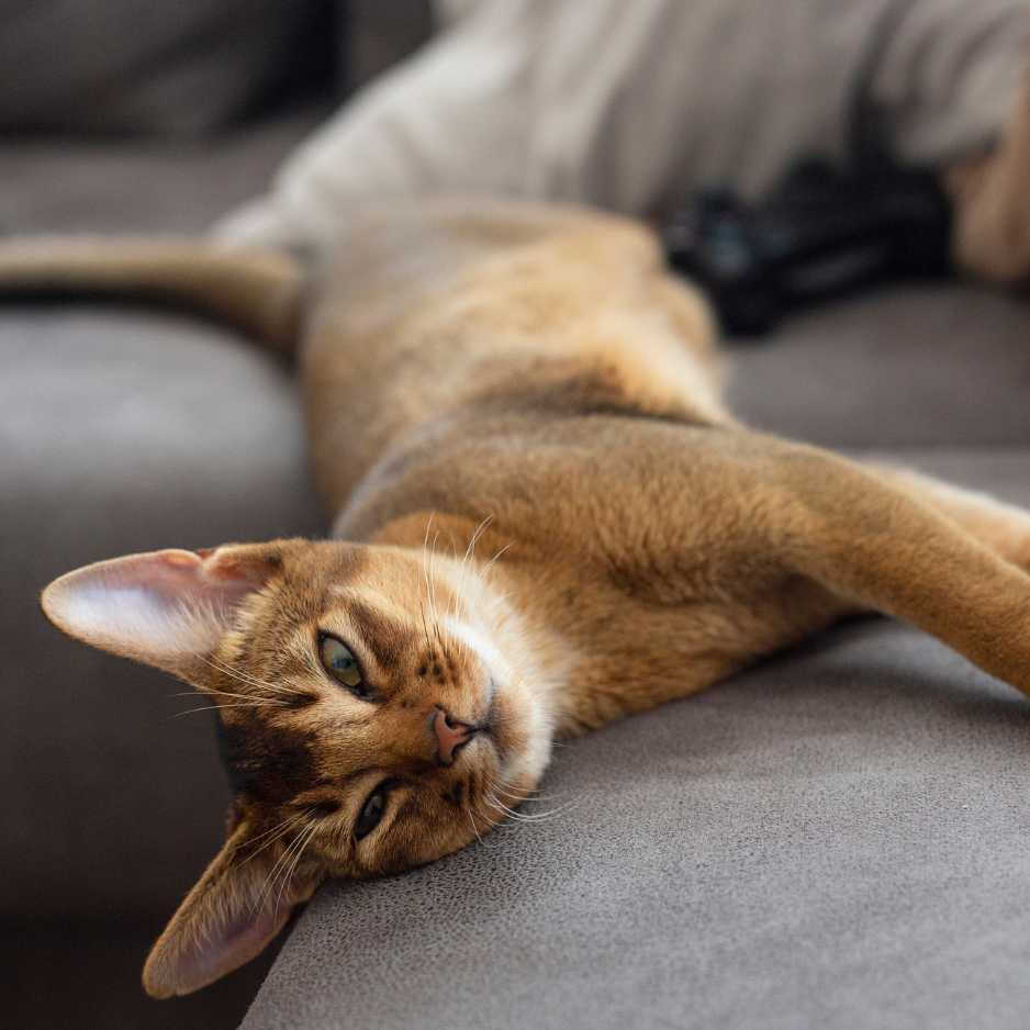 Abyssinian Cat