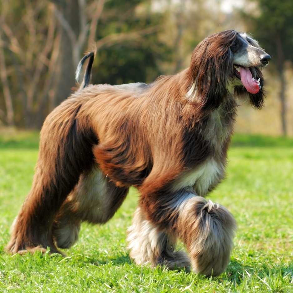 Afghan Hound Dog