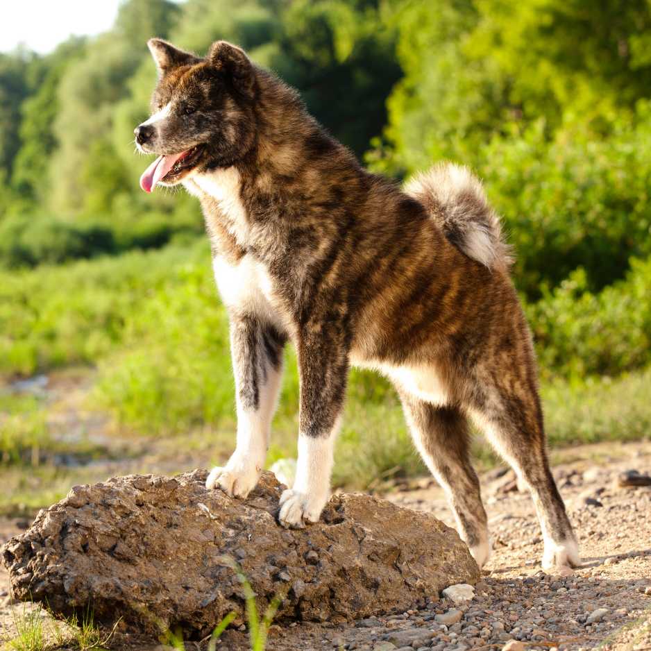 Akita Inu