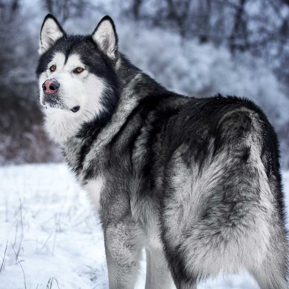 Alaskan Malamute