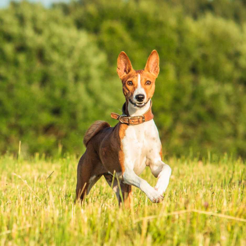 Basenji Dog